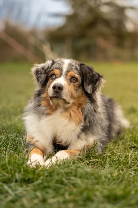 Cours d'éducation canine