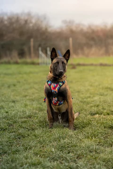 Séance d'éducation avec chiens