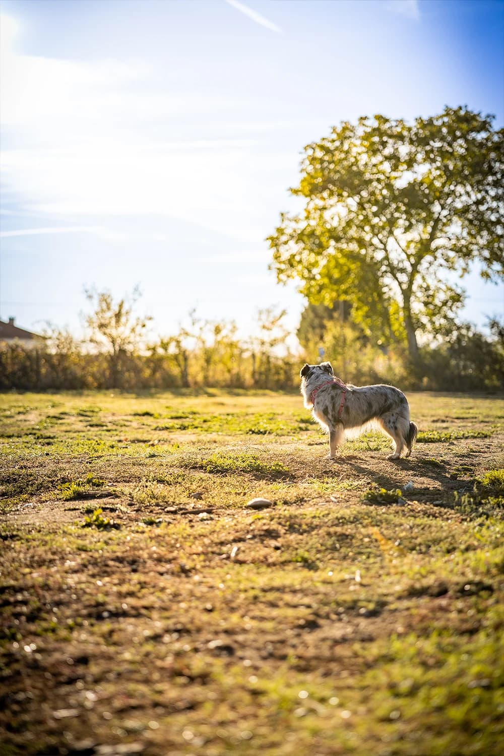 Témoignages clients éducation canine positive - Avis 5 étoiles Positiv Dog Coaching