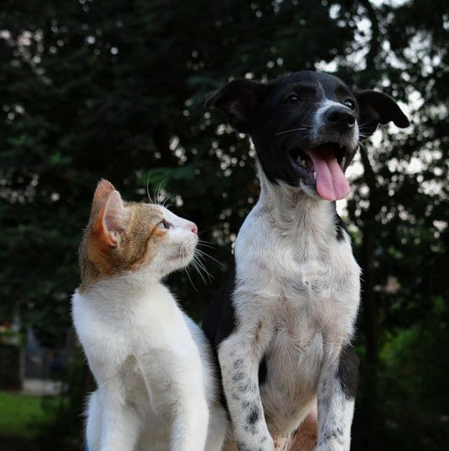 Chien et Chat : Comment Réussir Leur Cohabitation ? Guide Complet 2026